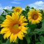 Solarenergie